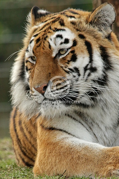 Siberian tiger Siberian tiger