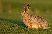 Hare