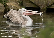 Pink-backed Pelican Fishing