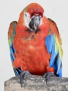 Macaw