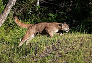 Juvenile Mountain Lion