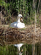 Mute Swan on nest