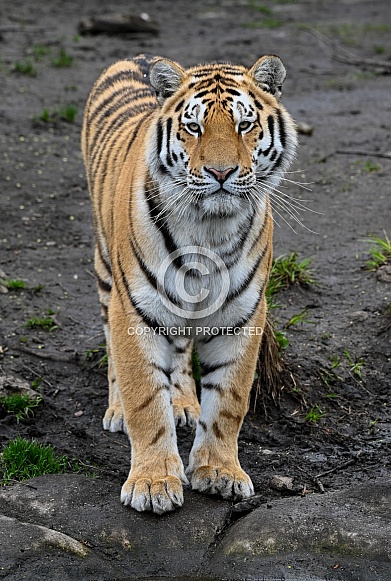 Siberian Tiger
