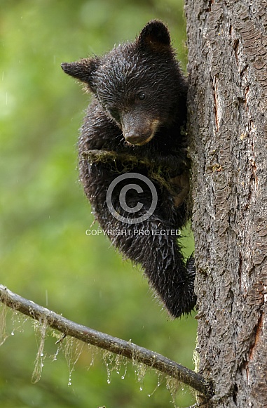 Black bear cub Black bear cub