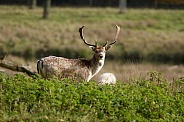 Fallow Deer