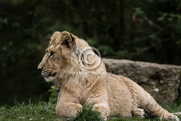Asiatic Lion