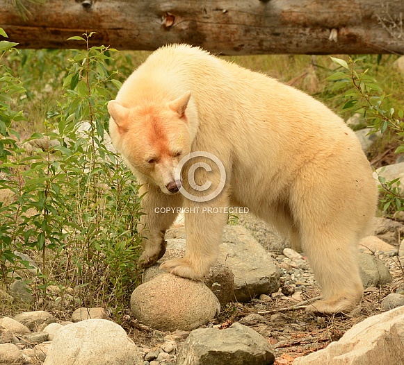 White Kermode Spirit Bear