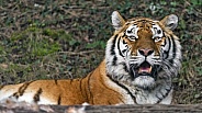 Tigress behind log