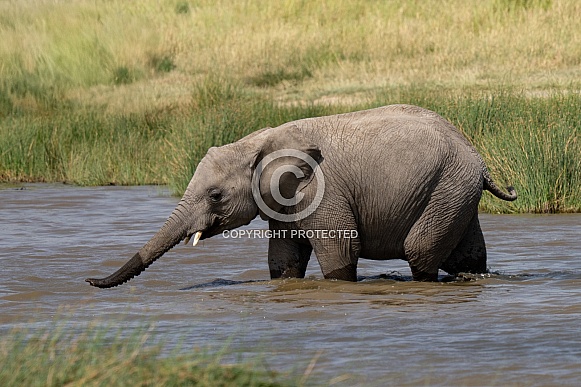 Elephant drinking in the water Elephant drinking in the water