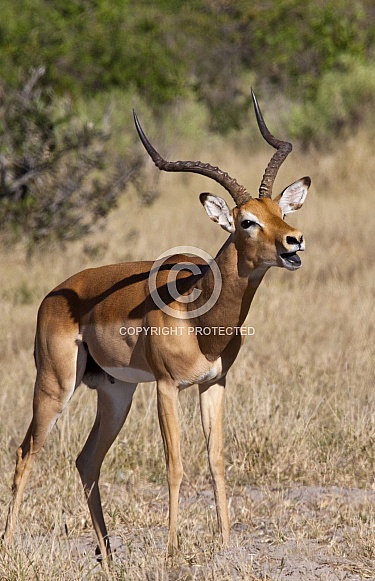 Impala - Savuti region of Botswana