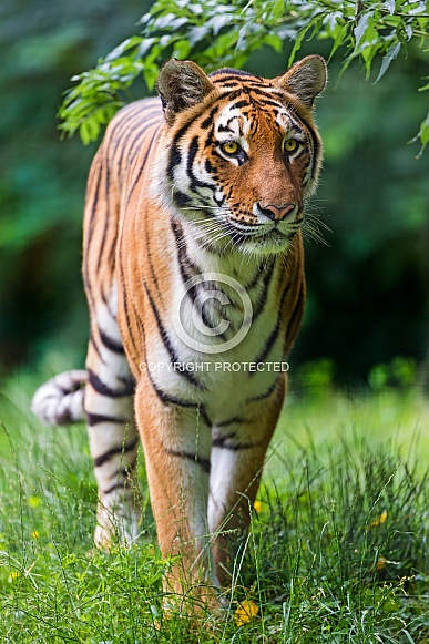 Amur Tiger. Female