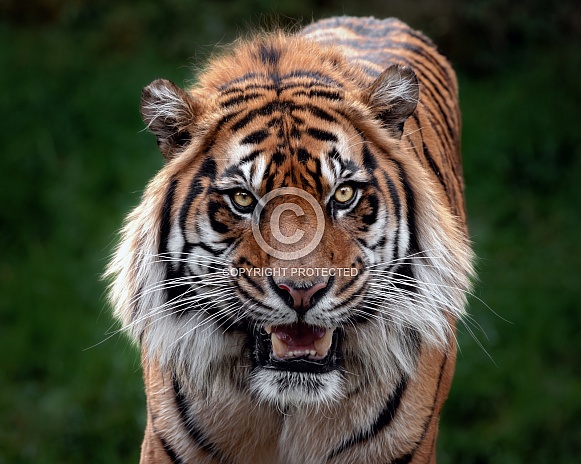 Sumatran Tiger