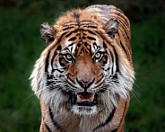 Sumatran Tiger