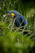 Hyacinth macaw in the nature habitat