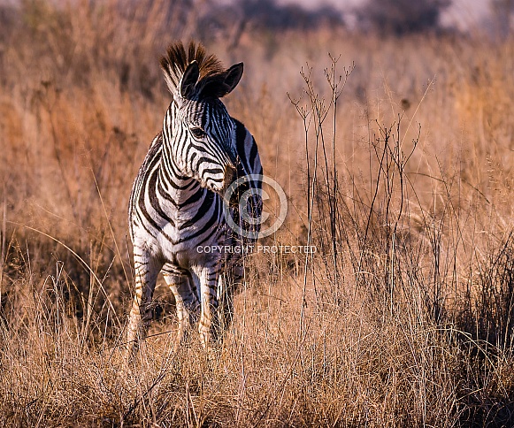 Zebra