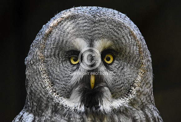 Great Grey Owl