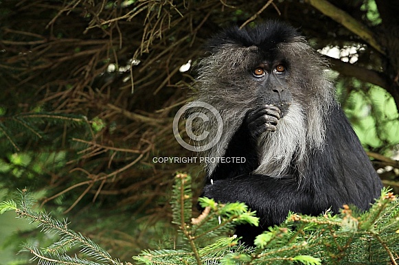 Lion-tailed Macaque