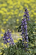 Lupine Wildflowers with a Poppy field in the background