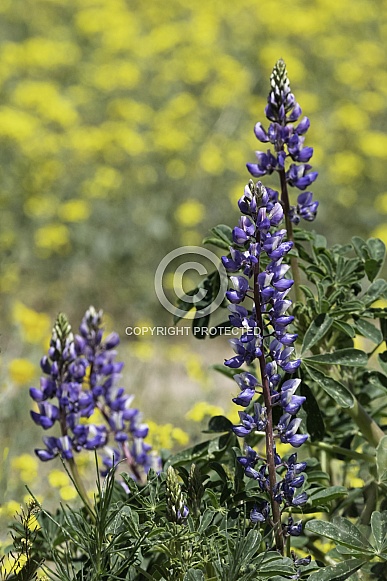 Lupine Wildflowers with a Poppy field in the background