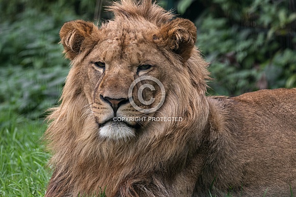 Young African Lion, Close Up Young African Lion, Close Up