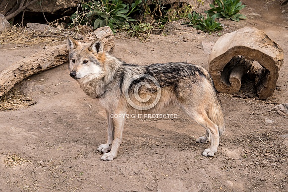 Mexican Gray Wold