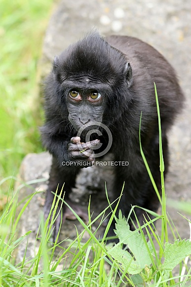 Crested macaque (Macaca Nigra) Crested macaque (Macaca Nigra)