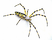 Female adult black and yellow garden spider, golden garden spider, writing, corn, or McKinley orbweaver or orb weaver spider - Argiope aurantia - isolated on white background top side profile view