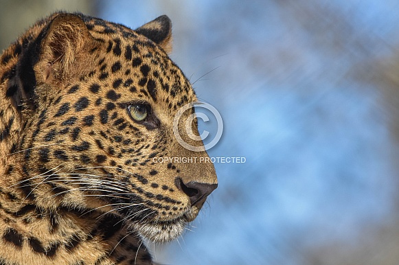 African leopard cub