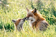 Red Foxes-Nose To Nose