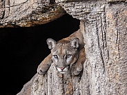 Mountain Lion
