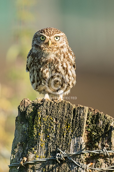 Little Owl