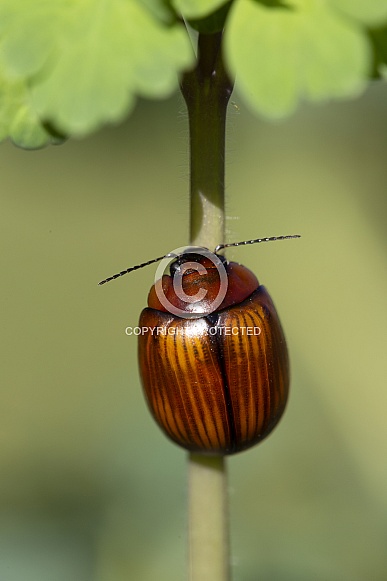 Leaf beetle.