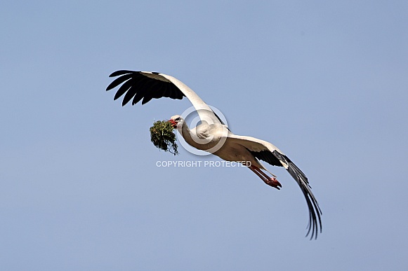 White stork (Ciconia ciconia) White stork (Ciconia ciconia)
