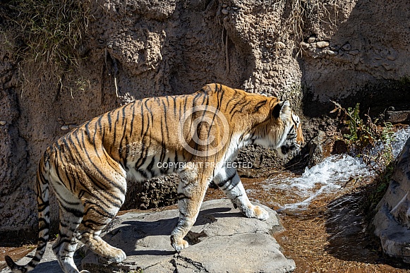 Bengal tiger