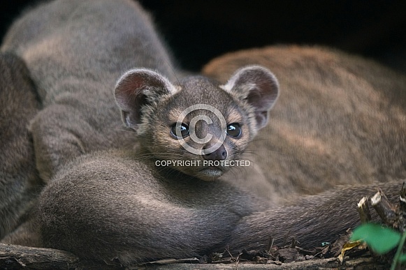 Fossa