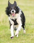 Border Collie at the Run