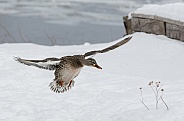 Female Mallard Duck Flying