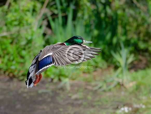 Male Mallard