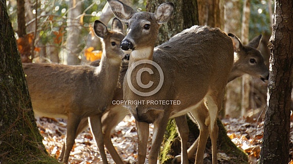 deer