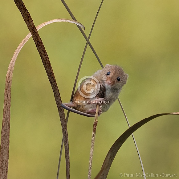 Harvest Mouse Harvest Mouse