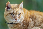 Ginger cat