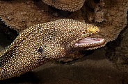 Hawaiian Whitemouth Moray Eels