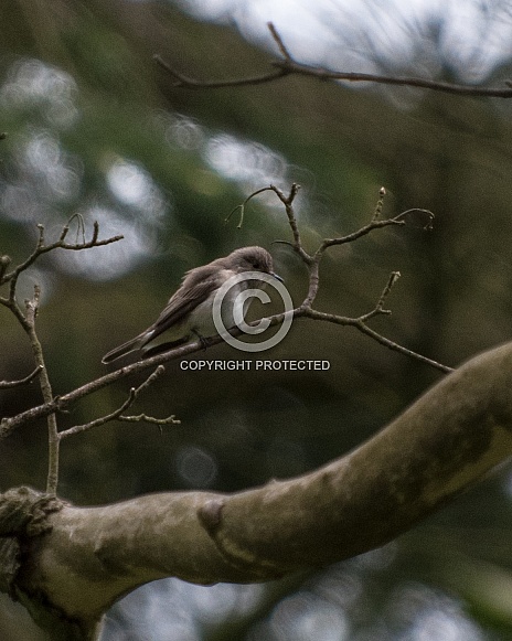 Spotted fly catcher