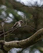 Spotted fly catcher