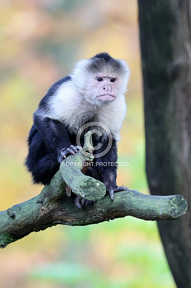 Capuchin monkey (Cebus capucinus)