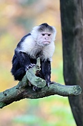 Capuchin monkey (Cebus capucinus)