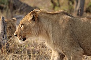 Young Male Lion