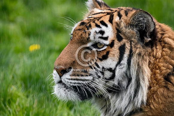 Amur Tiger Close Up Face Shot