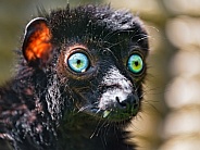 Portrait of a Sclater's lemur