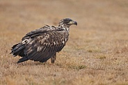 White tailed eagle or European Eagle